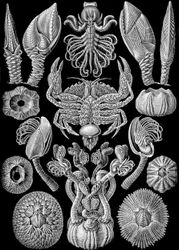 Ilustrace Cirripedia z "Art Forms of Nature" 1904 (litho)