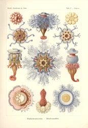 Siphonophorae - Jelly Fish, z 