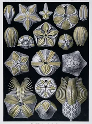 Blastoidea, deska z Artforms of Nature, kolem 1899-1904 (barevná rytina)