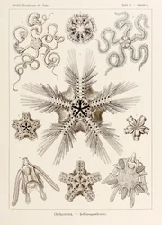 Talíř 10 Ophiothrix Ophiodea z „Kunstformen der Natur“ (Umělecké formy v přírodě) ilustrovaný Ernstem Haeckelem (1834-1919)