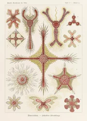 Talíř 11 Heliodiscus Discoidea z „Kunstformen der Natur“ (Umělecké formy v přírodě) ilustrovaný Ernstem Haeckelem (1834-1919)