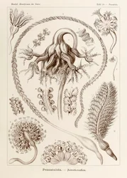 Talíř 19 Pennatula Pennatulida z „Kunstformen der Natur“ (Umělecké formy v přírodě) ilustrovaný Ernstem Haeckelem (1834-1919)