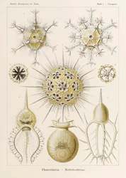 Talíř 1 Circogonia Phaeodaria z „Kunstformen der Natur“ (Umělecké formy v přírodě) ilustrovaný Ernstem Haeckelem (1834-1919)