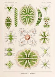 Talíř 24 ​​Staurastrum Desmidiea z „Kunstformen der Natur“ (Umělecké formy v přírodě) ilustrovaný Ernstem Haeckelem (1834-1919)