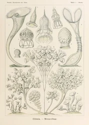 Talíř 3 Stentor Ciliata z „Kunstformen der Natur“ (Umělecké formy v přírodě) ilustrovaný Ernstem Haeckelem (1834-1919)