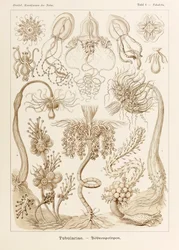 Talíř 6 Tubuletta Tubulariae z „Kunstformen der Natur“ (Umělecké formy v přírodě) ilustrovaný Ernstem Haeckelem (1834-1919)