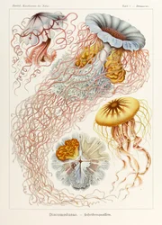 Talíř 8 Desmonema Discomedusae z „Kunstformen der Natur“ (Umělecké formy v přírodě) ilustrovaný Ernstem Haeckelem (1834-1919)
