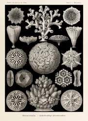 Talíř 9 Maeandrina Hexacoralla z „Kunstformen der Natur“ (Umělecké formy v přírodě) ilustrovaný Ernstem Haeckelem (1834-1919)