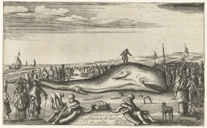 Uvízlý vorvaň na pláži v Noordwijku, 1614
