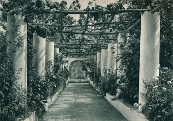 Pergola na vinici, Capri, Itálie, 1927