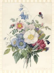 Modré astry, hybridní růže Rosa Spinosissima, zvonek, violy, hvozdík a divoká růže, 1820 (čb a bodycolor na pergamenu)