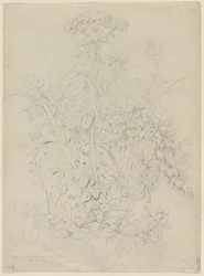Rostlinná studie, 1857.