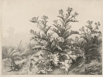 Bodlák velký (Le Grand Chardon)