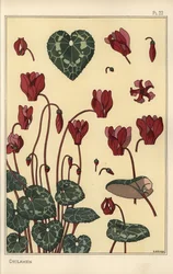 Cyclamen rostlina, s detaily květu, listy, okvětní lístky