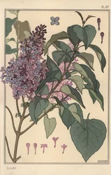 Botanická studie šeříku.