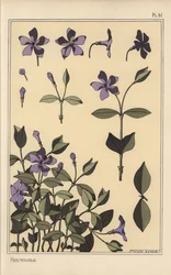 Botanická studie barvínku