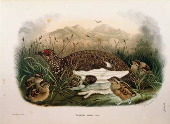 Ilustrace z knihy Eugenio Bettoni "Přírodní historie ptáků, kteří hnízdí v Lombardii" představující skalního Ptarmigan Lagopus muta, Oscar Dressler