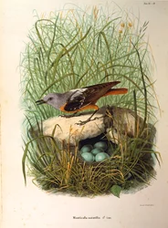 Ilustrace z knihy Eugenio Bettoni "Přírodní historie ptáků, kteří hnízdí v Lombardii" představující samici drozda skalního Monticola saxatilis po hnízdě, od Oscara Dresslera