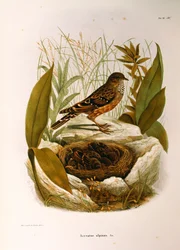 Ilustrace z knihy Eugenio Bettoni "Přírodní historie ptáků, kteří hnízdí v Lombardii" představující alpský Accentor Prunella collaris, Oscar Dressler