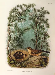 Ilustrace z knihy Eugenio Bettoni "Přírodní historie ptáků, kteří hnízdí v Lombardii" představující chvojníka Anthus spinoletta, od Oscara Dresslera