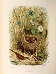 Ilustrace z knihy Eugenio Bettoni „Přírodní historie ptáků, kteří hnízdí v Lombardii“ představující bělorušku Sylvia communis nebo cinerea, od Oscara Dresslera
