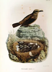 Ilustrace z knihy Eugenio Bettoni "Přírodní historie ptáků, kteří hnízdí v Lombardii" představující drozda modrého Monticola solitarius, od Oscara Dresslera