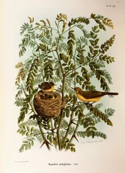 Ilustrace z knihy Eugenio Bettoni "Přírodní historie ptáků, kteří hnízdí v Lombardii" představující Melodious pěnice Hippolais polyglotta, Oscar Dressler