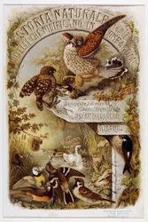 Frontispis z přírodní historie ptáků, kteří hnízdí v Lombardii (Chromolitografie