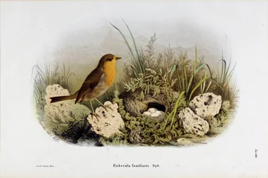 Znázornění Red Gorge (Rubecula familiaris) (Chromolitografie