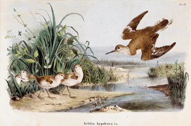 Znázornění Becassine Chevalier Guignette (Actitis hypoleuca) (Chromolitografie