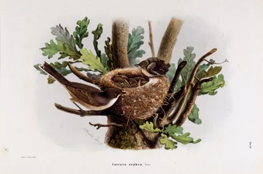 Zastoupení Falvette Curruca Orphea (Chromolitografie