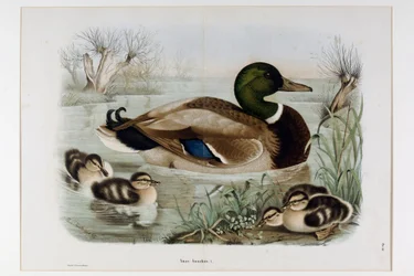 Vyobrazení kachny divoké (Anas platyrhynchos), ou mallard (Wild duck) (Chromolitografie