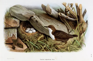 Znázornění ptáka Cincle potápění (Cinclus aquaticus) (Chromolitografie