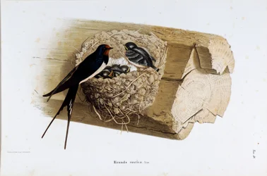 Znázornění vlaštovky hnízdní (Hirundo rustica nebo vlaštovka) (Chromolitografie