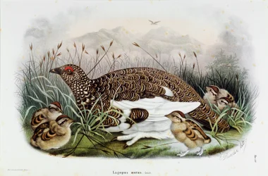 Znázornění koroptve (Partridge nebo Lagopus mutus) (Chromolitografie