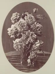 [Růže], ca. 1875.