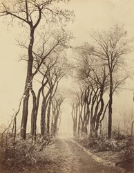 Silnice a stromy s námrazou, 1860 (foto)