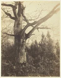 Bez názvu [strom], c. 1860.