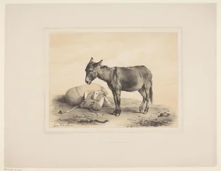 Rustende pakezel Diverse dieren (název série) Animal Studies (název série)
