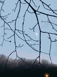 Větve, svítání, Prospect Park (digitální umění)