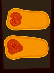 Butternut Squash (digitální umění)