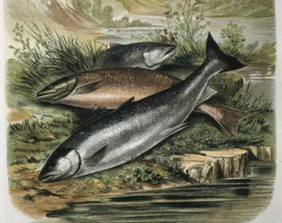Salmons. Rytina podle kresby F.Padra. Rytina