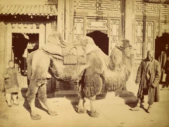 Velbloud dvouhrbý s vodičem, kolem roku 1860