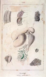 Anatomická ilustrace F. E. Guerina. Z Dictionnaire pittoresque d