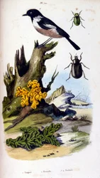 Botanické a zoologické ilustrace F. E. Guerin. Z Dictionnaire pittoresque d