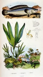 Botanické a zoologické ilustrace F. E. Guerin. Z Dictionnaire pittoresque d