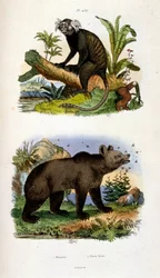 Botanické a zoologické ilustrace F. E. Guerin. Z Dictionnaire pittoresque d