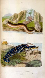 Botanické a zoologické ilustrace F. E. Guerin. Z Dictionnaire pittoresque d