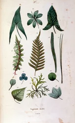Botanické a zoologické ilustrace F. E. Guerin. Z Dictionnaire pittoresque d