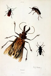 Botanické a zoologické ilustrace F. E. Guerin. Z Dictionnaire pittoresque d